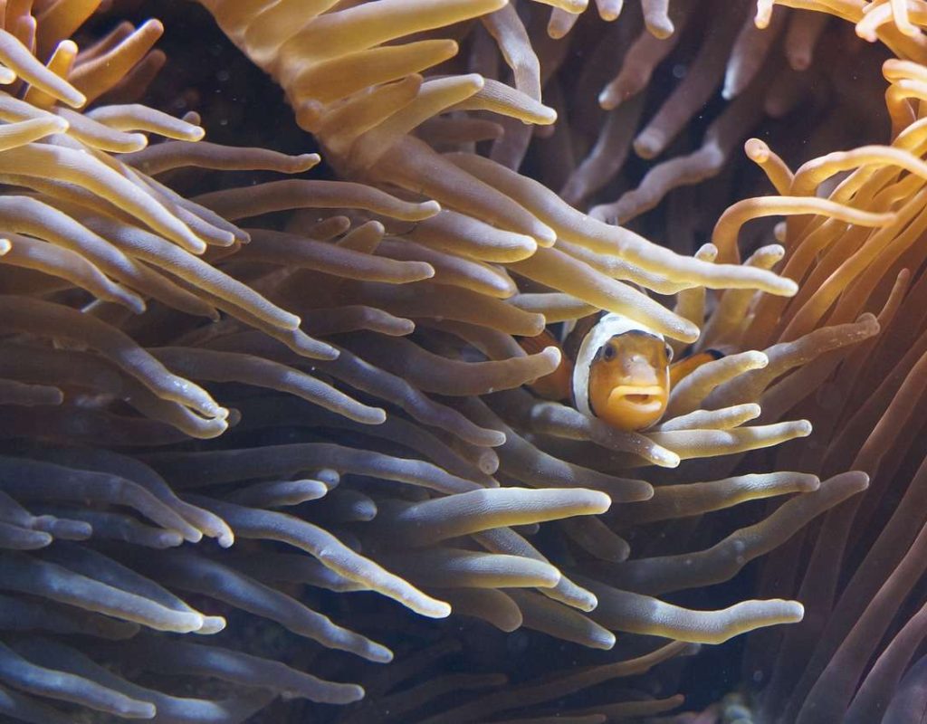 anemones, tentacle, sea anemones-793409.jpg