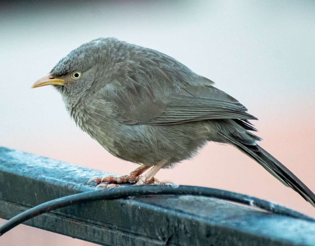 bird, babbler, beak-8446302.jpg