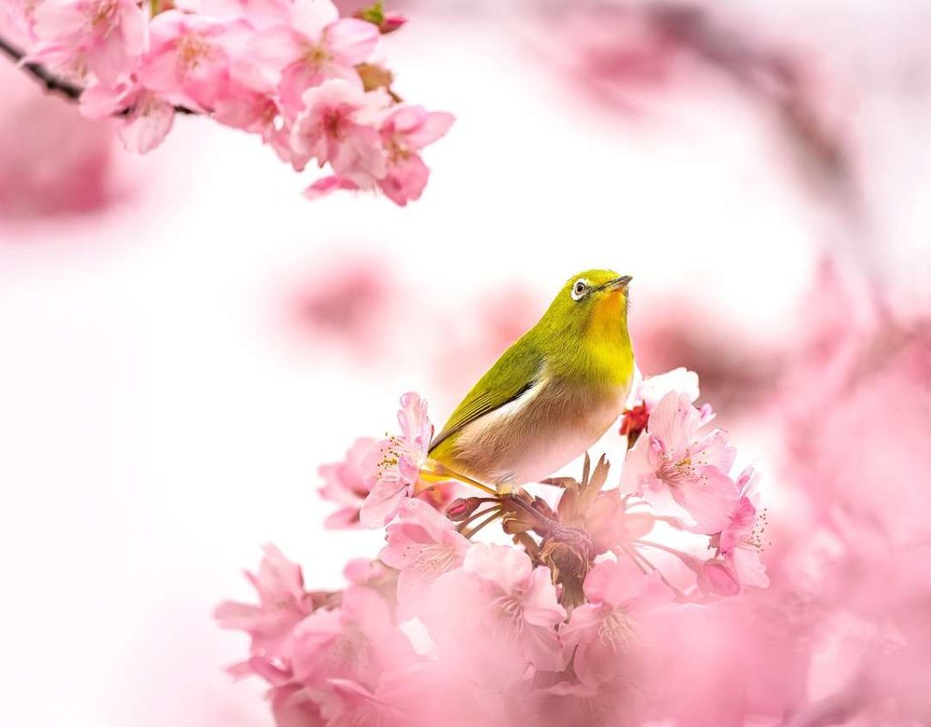 bird, warbling white-eye, ornithology-7082154.jpg