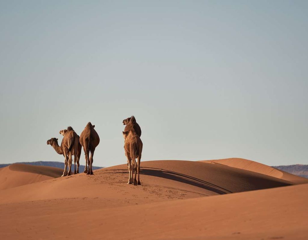 camels, sand dunes, desert-4134934.jpg