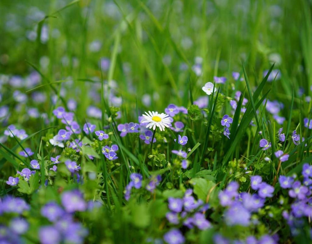 daisy, honor award, chamaedrys-3102512.jpg