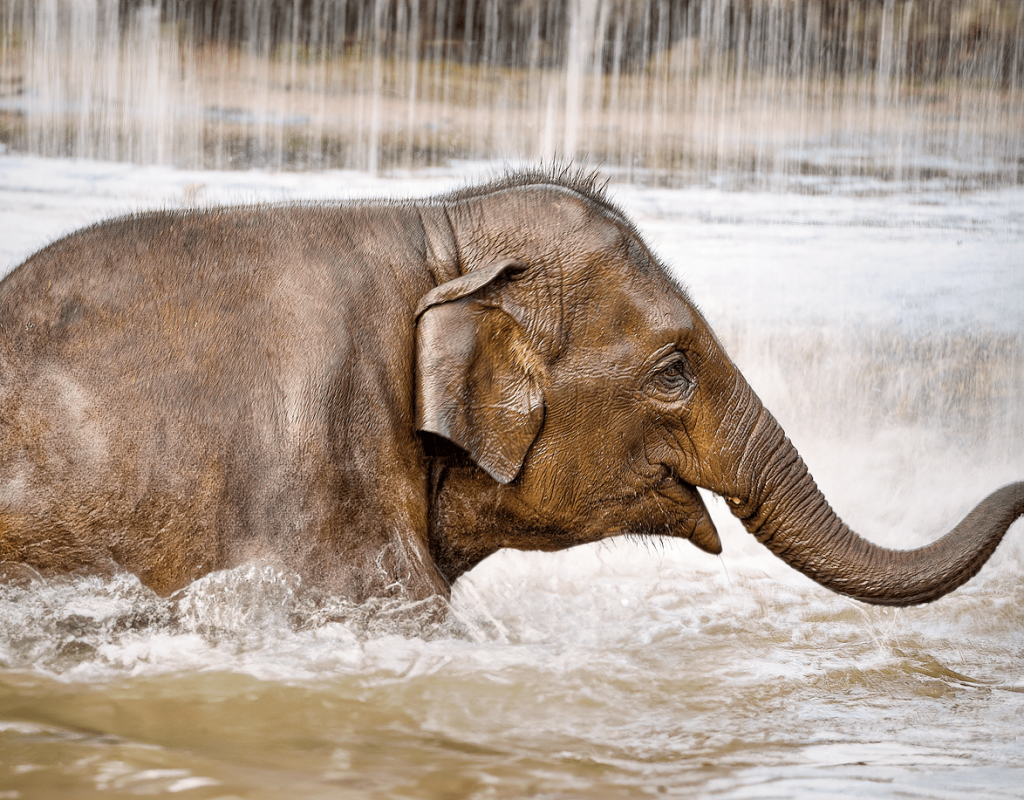 elephant, baby elephant, asian elephant-8441485.jpg