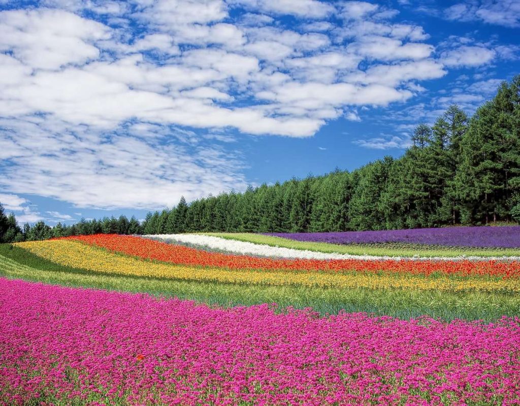 flower field, flowers, flower wallpaper-250016.jpg