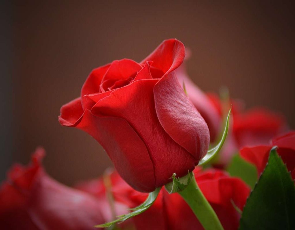 flower, rose, red-3115353.jpg