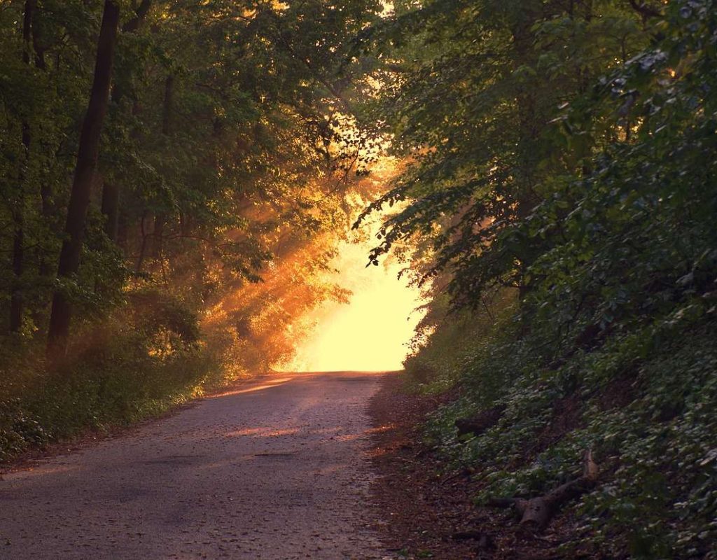 forest, path, sunset-166733.jpg