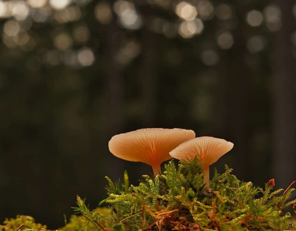 lamellar mushrooms, moss, mushrooms-8447370.jpg