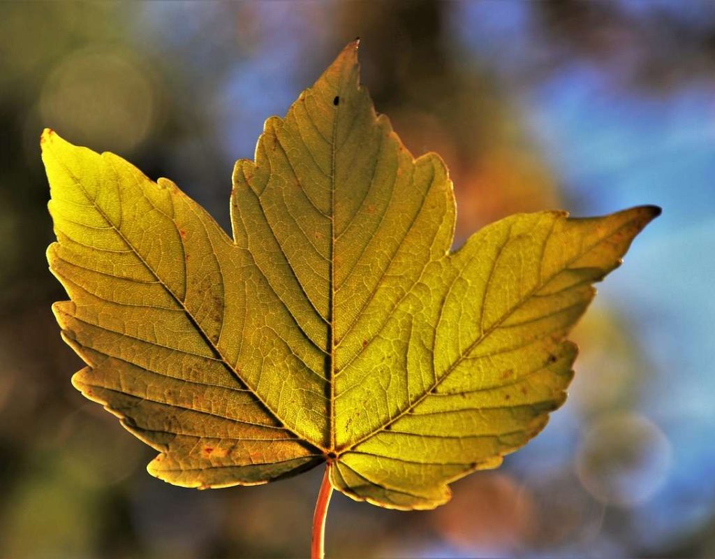 leaf, laptop wallpaper, autumn-3707549.jpg