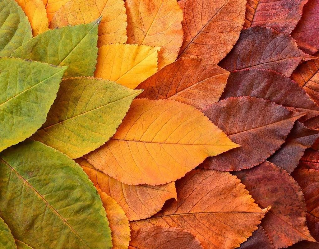 leaves, free background, wallpaper hd-8413064.jpg