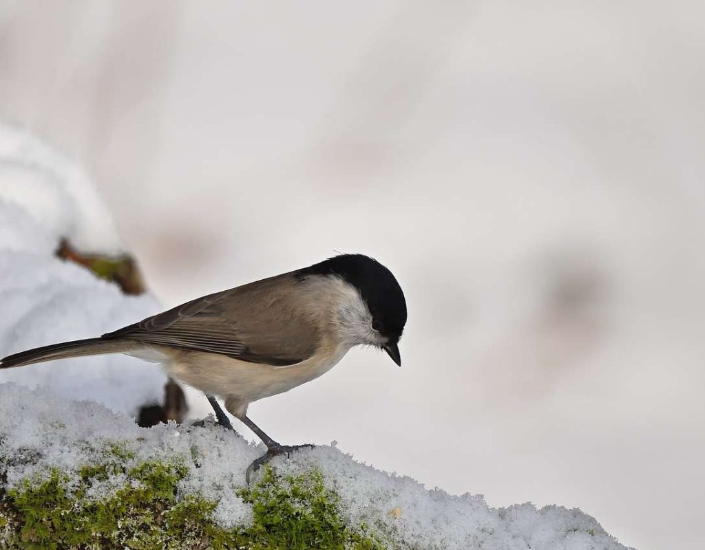 marsh tit, tit, nature-8449153.jpg