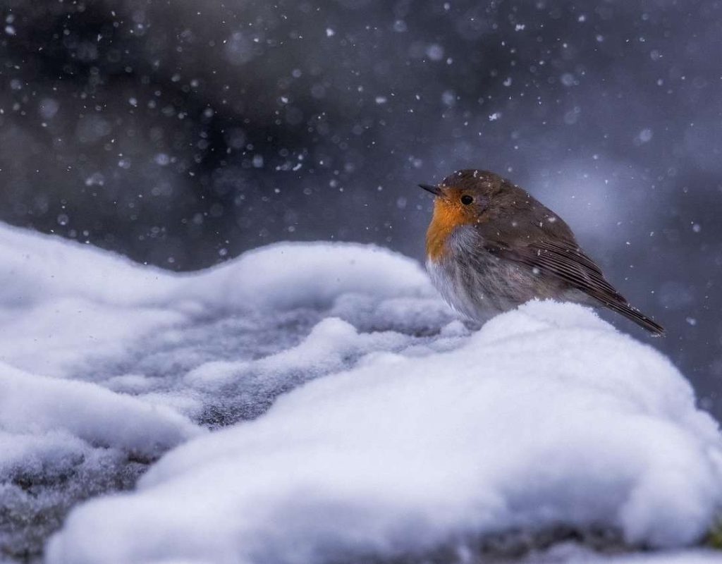 robin, bird, winter-8445799.jpg