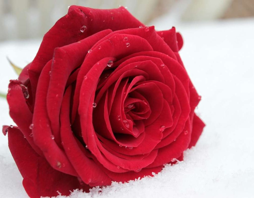 rose, red, flower-1201291.jpg