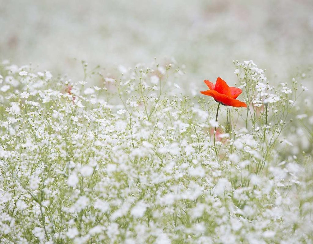 poppy, baby's breath, flowers-1128683.jpg