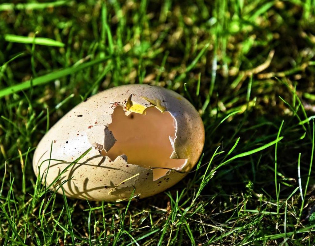 bird's egg, egg shell, hatched-3471439.jpg