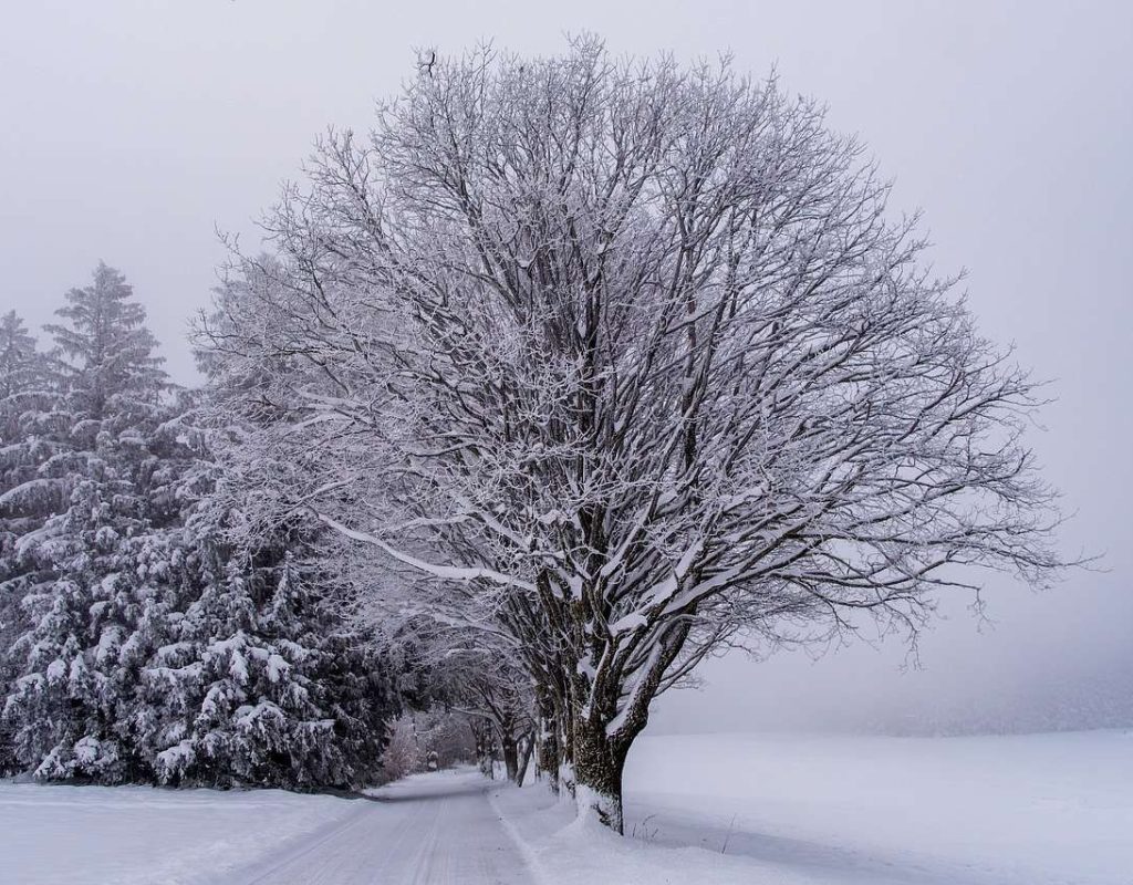 snow, fog, trees-8435305.jpg