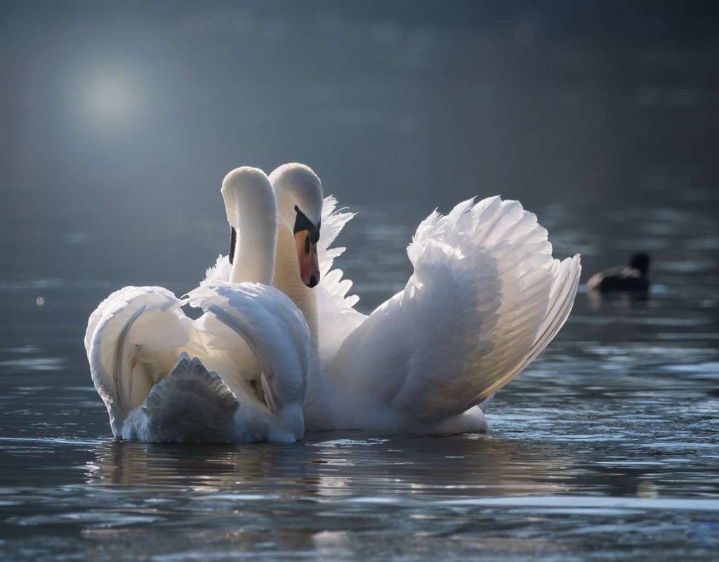 swan, few, love-4013225.jpg