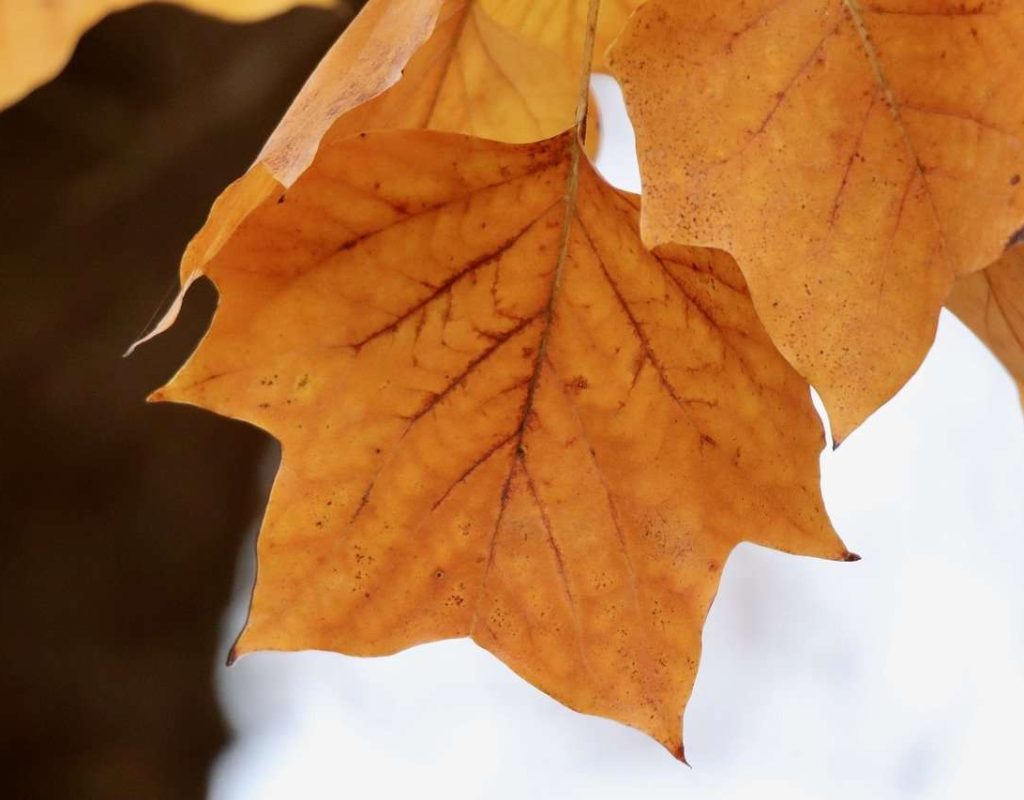 tulip tree, autumn leaves, liriodendron tulipifera-8444040.jpg