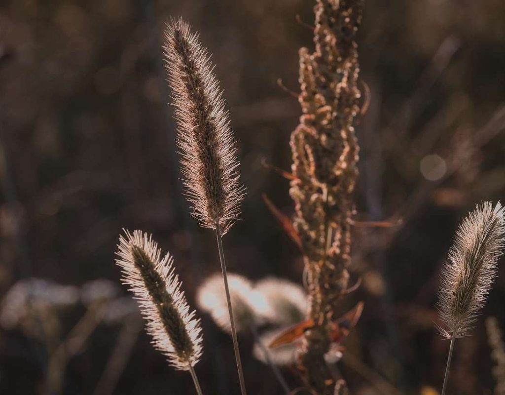 wildflowers, nature, catkins-8445625.jpg