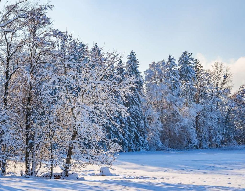 winter, trees, nature-8433257.jpg